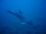 a dolphin near the bay of Ibiza