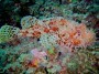 Diving ibiza colourful escorpora