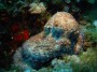 mundo azul octopus, scuba diving Spain